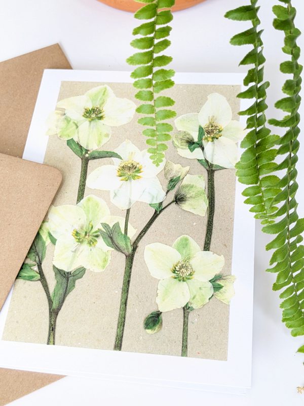 hellebore pressed flower gift cards occasion cards flower floral handmade birthday blank cards