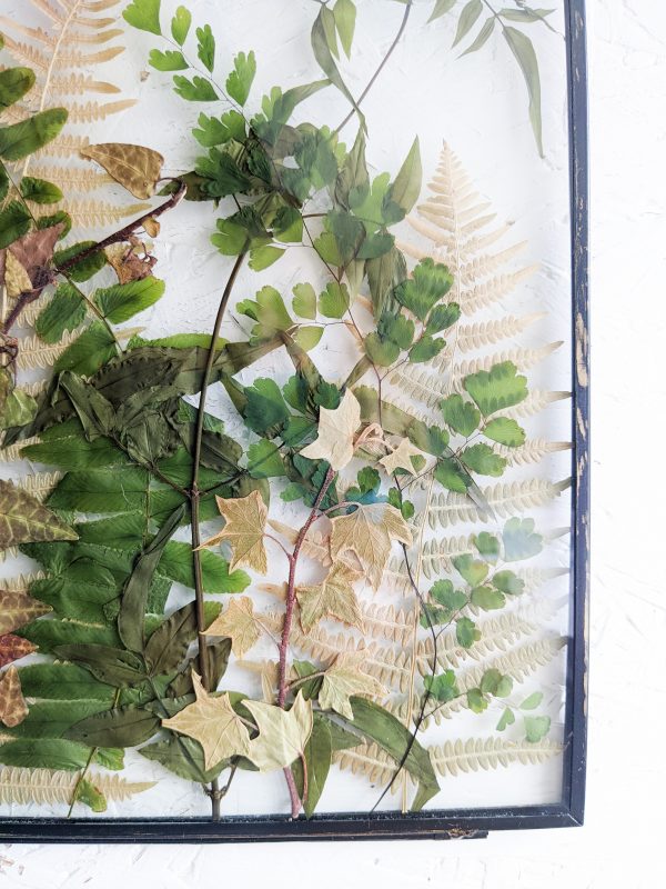 pressed ferns jasmine ivy woodland foliage preservation art work picture frame