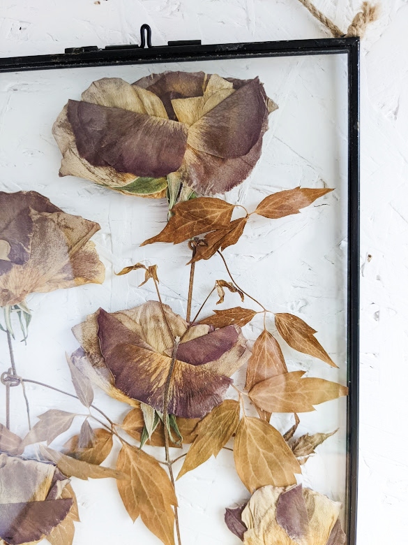 antique garden rose pressed preserved preservation flowers picture frames