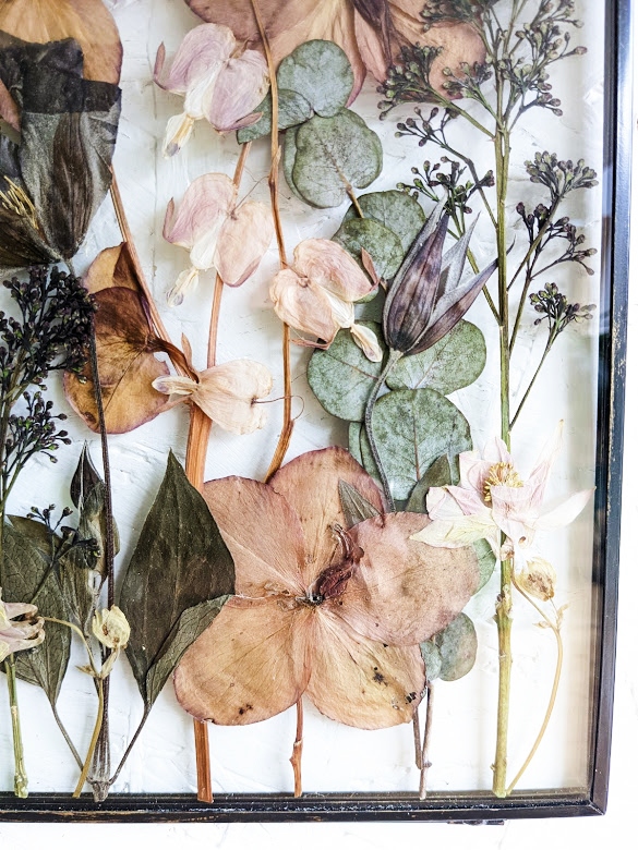 hellebore bleeding heart clematis eucalyptus pressed preserved preservation garden flowers picture