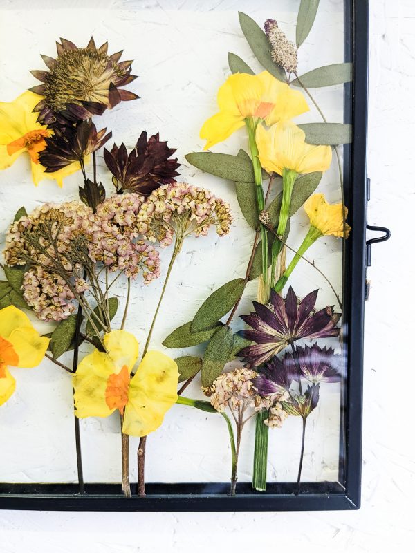pressed preserved daffodil garden wild flowers picture frame spring