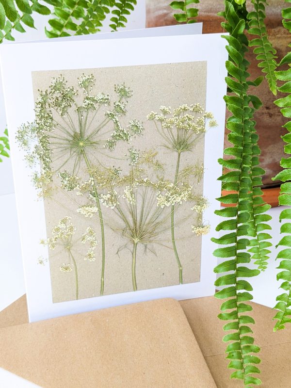 cow parsley pressed flower gift cards occasion cards flower floral handmade birthday blank cards