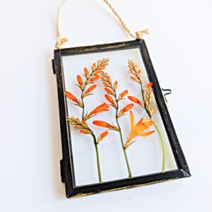 Orange crocosmia garden dried pressed preserved into wall hanging floral art black metal frame with glass both sides and rope hanger perfect gift for her birthday mothers day Christmas