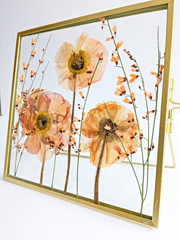 red pressed poppies pink blossom preserved preservation artist art picture frame gift ideas