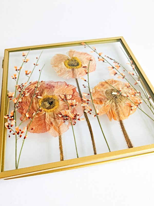 red pressed poppies pink blossom preserved preservation artist art picture frame gift ideas