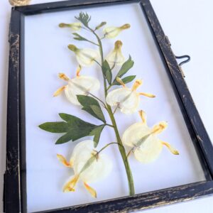 White bleeding heart dicentra garden flowers pressed preserved floral art picture frame black metal real glass rope hanger home décor gift ideas for her